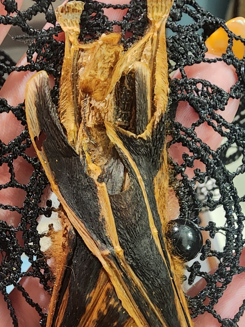 Black Lace Pendant Bat Necklace Taxidermy - Women Jewelry - Picture 4 of 6